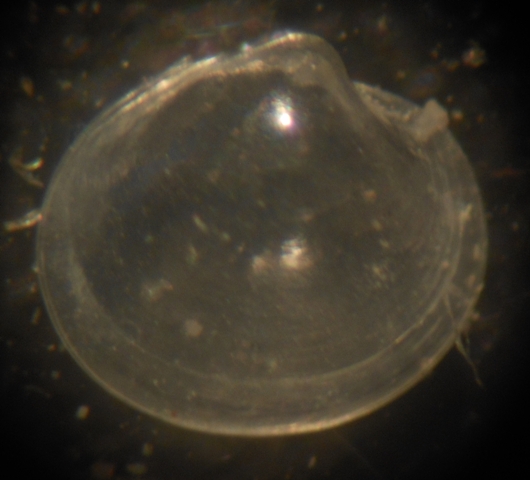 Kelliella abyssicola?